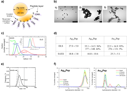 Characterization of nanoparticles. (a) Schematic representation of the peptide-coated SNP applied in this study. (b) Representative TEM images of peptide-coated 20 nm SNP (Ag20Pep, 1), peptide-coated 40 nm SNP (Ag40Pep, 2), and peptide-coated 20 nm GNP (Au20Pep, 3). Scale bars are shown in black (100 nm). (c) Analysis of nanoparticles suspension (H2O) by light scattering (DLS) and SAXS to demonstrate the size distribution. (d) Summary of the DLS and SAXS analyses (H2O) of nanoparticles. For DLS, number-averaged hydrodynamic diameters are reported (in nanometer). For SAXS, diffraction curves were fitted using Schulz sphere distribution. (e) Direct comparison of DLS and SAXS curves for Ag20Pep. (f) Analysis of Ag20Pep and Au20Pep suspension in cell culture medium over time to characterize the nanoparticles as they were used in the experiments.