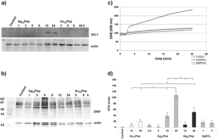Generation of oxidative stress in primary neural cells by nanosilver. (a) Time-dependent induction of HO-1 expression in primary mixed neural cells treated with 20 μg/ml Ag20Pep particles (incubation times: 1–24 h); Au20Pep particles at 20 μg/ml served as control (incubation time: 3–24 h). (b) Time-dependent formation of protein carbonyls in primary mixed neural cells after treatment with 20 μg/ml Ag20Pep particles (incubation time: 1–24 h); Au20Pep particles at 20 μg/ml served as control (incubation time: 5 and 8 h). Protein carbonyls are visualized as 2,4-dinitrophenyl hydrazone (DNP) adducts. (c) Measurement of ROS with DHE dye in single live cells upon treatment with 10 μg/ml Au20Pep or 10 μg/ml Ag20Pep particles. Particles were preincubated for 1 h with the cells before the measurement was started. Control: no nanoparticles added. (d) Quantification of ROS formation. The values represent the slope of the response curves. In each experiment, between 30 and 80 individual cells have been analyzed. Each experiment was repeated at least three times. Mean values from at least three experiments with SEM are shown. For analysis of significance, a MANOVA and Student’s t-tests were done. Significant differences are marked with an asterisk. For comparison, ionic silver (AgNO3) was applied at 1 and 2μM. Particle concentrations are given in micrograms per milliliter.