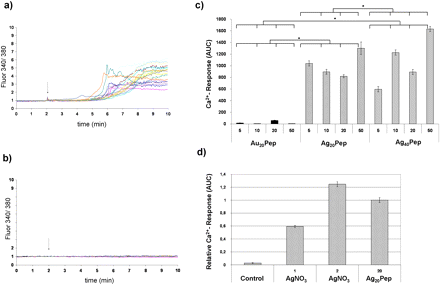 Acute calcium responses of nanosilver in primary neural cells. The time-dependent calcium increase was monitored with the Fura-2AM indicator dye. The arrow depicts the time point when nanoparticles were added to cells. (a) Calcium response in cells after addition of 10 μg/ml Ag20Pep particles. (b) Calcium response in cells after addition of 10 μg/ml Au20Pep particles. (c) The calcium responses were quantified by calculating the AUC. In each experiment, between 30 and 80 individual cells are followed. Each experiment was repeated at least three times. Given are mean values from at least three individual experiments with SEM. Particle concentrations are given in micrograms per milliliter. Significance has been calculated with a MANOVA and with Student’s t-tests. Significant differences are marked with an asterisk. (d) For comparison, ionic silver as AgNO3 (1 and 2μM) was tested. Again, in each experiment, between 30 and 80 cells are measured. Each experiment was repeated three times. AUC were calculated. Shown are the AUC mean values with SEM in relation to the response obtained after treatment with 20 μg/ml Ag20Pep particles (set as 1).