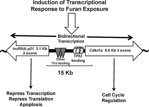 The induction of a transcriptome response in furan-exposed mice induces the apparent bidirectional transcription of Cdkn1a and lincRNA-p21.