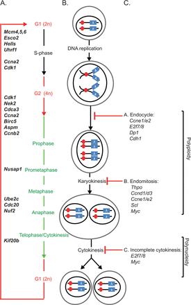 Mouse and human CAR/PXR mediate similar PB-induced upregulation of genes driving both entry into S-phase and progression to cytokinesis in wild-type and humanized mice. (A) Schematic representation of different cell cycle stages; a selection of genes which are both reported to regulate the different stages and are significantly upregulated upon PB treatment between day 1 and day 3 of PB treatment is shown. (B) Schematic representation of DNA content along the different cell cycle stages. (C) Polyploidy or polynucleidy can result from incomplete cytokinesis, endocycle, or endomitosis that are likely regulated by genes reviewed in Pandit et al. (2013). Genes in bold-italic in panel (A) are differentially upregulated between day 1 and day 7 upon PB treatment in wild-type animals and CARh-PXRh, but not in CARKO-PXRKO, consistent with a PB-induced hepatic proliferative transcriptional response. No PB-induced transcriptional responses were observed in either wild-type animals or CARh-PXRh for genes associated with polyploidy or polynucleidy in panel (C).