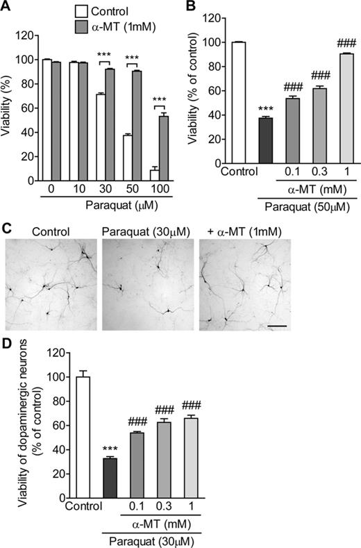 Involvement of intracellular dopamine in paraquat-induced cytotoxicity. (A) Effect of α-MT on paraquat-induced cytotoxicity in PC12 cells. PC12 cells were pretreated with α-MT (1mM) for 24 h and exposed to paraquat (10–100μM) with α-MT (1mM) for 48 h. Cell viability was determined by the LDH release assay. Statistical analyses were performed using two-way ANOVA and post hoc multiple comparison using Bonferroni's test. ***p < 0.001. (B) Concentration-dependency of α-MT-induced cytoprotection against paraquat toxicity in PC12 cells. PC12 cells were pretreated with α-MT (0.1–1mM) for 24 h and exposed to 50μM paraquat with α-MT (0.1–1mM) for 48 h. Cell viability was determined by the LDH release assay. (C and D) Effect of α-MT on paraquat-induced dopaminergic neurotoxicity in primary mesencephalic cultures. (C) Representative micrographs of dopaminergic neurons immunostained with anti-TH antibody. Scale bar = 200 μm. (D) α-MT (0.1–1mM) was added to mesencephalic cultures for 24 h before and 24 h during exposure to paraquat (30μM). The viability of dopaminergic neurons was determined by counting the number of TH-immunoreactive cells. ***p < 0.001 compared with control. ###p < 0.001 compared with paraquat alone.