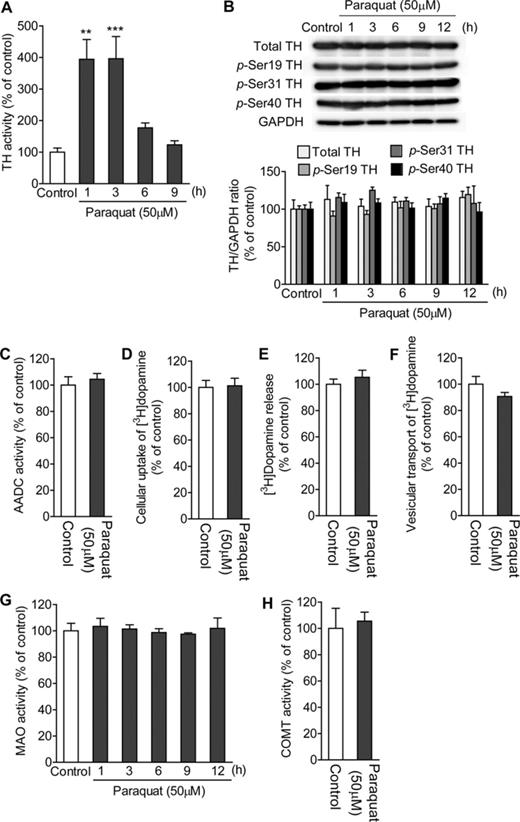 Influence of paraquat on dopamine synthesis, metabolism, release, and uptake. (A) Effect of paraquat on TH activity. PC12 cells were treated with 50μM paraquat for 1–9 h. (B) Effect of paraquat on phosphorylation of TH. PC12 cells were treated with 50μM paraquat for 1–12 h. Levels of phosphorylated THs (p-THs) were normalized to those of GAPDH. n = 4. (C) Effect of paraquat on AADC activity. PC12 cells were treated with 50μM paraquat for 6 h. (D) Effect of paraquat on dopamine uptake. PC12 cells were incubated with Krebs-Ringer-HEPES buffer containing [3H]dopamine in the presence or absence of 50μM paraquat for 30 min. (E) Effect of paraquat on dopamine release. PC12 cells loaded with [3H]dopamine were treated with 50μM paraquat for 30 min. (F) Effect of paraquat on vesicular dopamine transport. Digitonin-permeabilized PC12 cells were loaded with [3H]dopamine in the presence or absence of 50μM paraquat for 30 min. (F) Effect of paraquat on MAO activity. PC12 cells were treated with 50μM paraquat for 1–12 h. (G) Effect of paraquat on COMT activity. PC12 cells were treated with 50μM paraquat for 6 h. **p < 0.01, ***p < 0.001 compared with control.