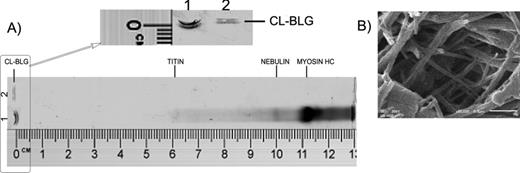 Characterization of CL-BLG molecular weight and morphology. (A) Agarose gel electrophoresis after staining with CBB. Lane 1: mouse muscle protein extract (MMPE), myosin heavy chain, 220 kDa; nebulin, 800 kDa; titin, ∼3000 kDa. Lane 2: 10 μg of CL-BLG. Ruler is included for comparison with retention factors (Rf) published before for MMPE. (B) Scanning electron microscopy of CL-BLG at ×50,000 magnification. Scale bar corresponds to 0.5 μm.