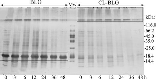 SDS-PAGE analysis of time dependent endolysosomal degradation of BLG and CL-BLG. Rectangles are marking BLG band, CL-BLG high molecular weight degradation intermediates. Mw, molecular weight protein markers.