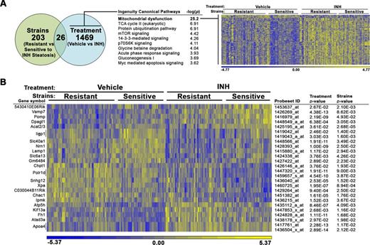 Gene expression analysis identifies mitochondrial transcript changes associated with INH treatment. mRNA expression analysis was performed in liver tissue derived from all vehicle- and INH-treated animals in the study. An ANOVA model using the fixed categorical factors strains (resistant vs sensitive to INH-induced microveiscular steatosis) and treatment (vehicle vs. INH) was then applied to the intensity data to determine which probesets were significantly altered by each experimental factor individually or in concert. (A) The number of probesets significantly altered by sensitivity to steatosis and treatment is depicted in a Venn diagram. Canonical pathways enriched among genes significantly associated with treatment (p < 0.05) but not strains (p > 0.05) were identified using the Tox Analysis feature in IPA. The top 10 pathways are represented. Relative gene expression changes in the top pathway, mitochondrial dysfunction (bold), are represented in a heat map. (B) A heat map representing relative gene expression changes the 26 probesets significantly altered by both factors: strains and treatment. The color scales for both heat maps represent the relative ratio of log2 (intensity).