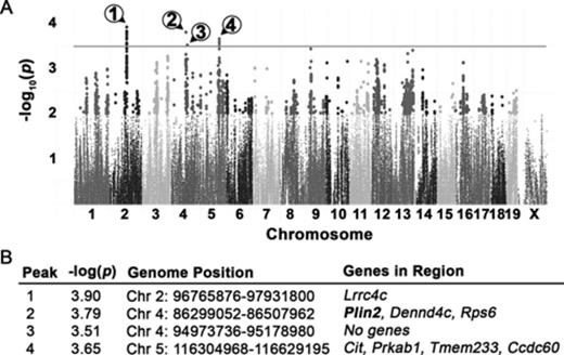 GWA mapping using average fold change in liver triglyceride identifies QTLs associated with sensitivity to INH-induced microvesicular steatosis. (A) Manhattan plot of haplotype associations. Black line indicates the threshold for significance, −log10(p) = 3.5. Circled numbers identify the QTL peaks. (B) QTL regions identified by GWA mapping. Plin2 (bold) was selected for further analysis.