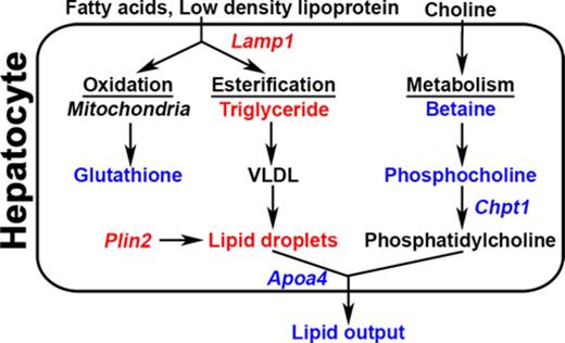 Schematic for INH-induced lipid accumulation in genetically sensitive mouse strains. Transcriptomic analysis identified that transcriptional changes in Apoa4 and Lamp1 are associated with INH-induced microvesicular steatosis in sensitive strains. As a result, triglyceride levels are increased due to increased lipoprotein uptake and decreased lipid export. Triglycerides and sterols are then directed toward packaging in lipoproteins and lipid droplets. Transcriptomic and metabolomic analysis indicated decreased phosphatidylcholine biosynthesis due to lower levels of Chpt1, reducing the capacity for lipoprotein packing and favoring lipid droplet formation. QTL analysis identified polymorphisms in Plin2 that may inhibit lipid droplet hydrolysis resulting in lipid droplet accumulation and steatosis. Points at which INH may affect these processes by increasing (red) or decreasing (blue) key metabolites and transcripts are highlighted.