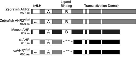 Construction of a zebrafish caAHR. Schematics of zebrafish AHR2 and mouse AHR (Ahb1) are shown with domains depicted. PAS A and PAS B domains indicated as A and B; the white bars within the transactivation domains indicate conserved acidic and Q-rich regions. The asterisks indicate Gly-Ser insertions between residues R38 and D39 in the bHLH region to make the DNA-binding mutant control constructs, AHR2−dbd and caAHR−dbd. The fusion of the caAHR chimera consisting of the amino terminus of zebrafish AHR2 (amino acids 1–298) fused to the transactivation domain of the mouse AHR (amino acids 422–805) is shown, with deletion of the PAS B region indicated by a line.