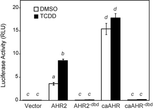 Cos7 Transactivation assay. Plasmids expressing AHR2, AHR2dbd, caAHR, caAHRdbd, or GFP were transfected into Cos7 cells along with an ARNT1c expression vector and the AHRE-driven luciferase reporter pGudLuc as detailed in the Materials and Methods. Cells were treated with either TCDD (black bars) or DMSO (white bars). The average luciferase activity is shown relative to a transfection control. Error bars represent standard error of the mean. Lowercase letters indicate a significant difference between samples with other letters (P < 0.05), n = 3.