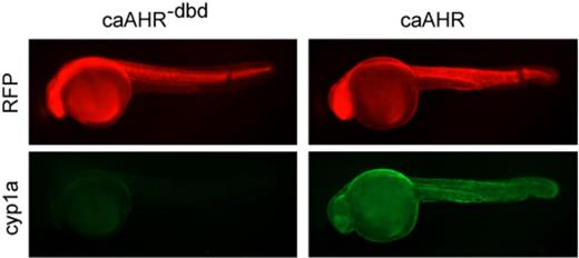 caAHR induces Cyp1a in vivo. Images show 24 hpf embryos injected at the 1-cell stage with RNA encoding the caAHR−dbd control (left column) or the caAHR (right column) as described in the Materials and Methods. RFP shows expression of the construct; Cyp1a immunostaining is shown as green; n = 10 for each condition from two separate experiments.