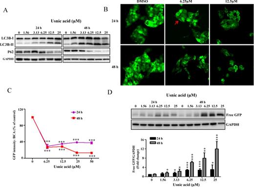 Usnic acid induces autophagy in HepG2 cells. (A) HepG2 cells were treated with usnic acid at the indicated concentrations for the indicated times and Western blotting analysis was performed using antibodies against LC3B and P62 in whole cell lysates. (B) HepG2-GFP-LC3B cells were incubated with the indicated concentration of usnic acid for 24 and 48 h. The GFP-LC3B punctuation/aggregation (arrow) was observed by confocal laser microscope. Representative images were from three independent experiments. (C) HepG2-GFP-LC3B cells were seeded in 96-well plates and treated with usnic acid at indicated concentrations for 24 and 48 h. The fluorescence intensity was measured as described under the Materials and Methods section; the results shown are mean ± SD of four separate experiments. ***p < 0.001 compared with the control for each time point. (D) Western blotting analysis was performed with an antibody against GFP using lysates from HepG2-GFP-LC3B cells exposed to usnic acid at indicated concentrations for 24 and 48 h (top panel). The bars represent the densitometric analysis of free GFP expression (bottom panel). Intensities of bands of free GFP were normalized to the amount of GAPDH. Data are mean ± SD of three individual experiments. *p < 0.05, **p < 0.01, and ***p < 0.001 compared with the control for each time point.