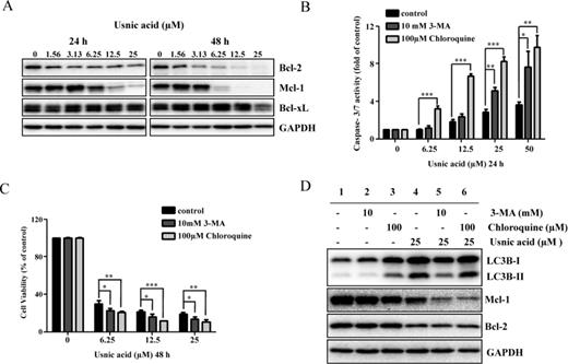 Inhibition of autophagy enhances usnic acid-induced apoptosis and decreases cell viability in HepG2 cells. (A) Total cellular protein were extracted at 24 and 48 h after usnic acid treatment, and levels of Bcl-2 family antiapoptosis proteins including Bcl-xl, Bcl-2, and Mcl-1 were detected by Western blotting. GAPDH was used as a loading control. Similar results were obtained from three independent experiments. (B and C) HepG2 cells were pretreated with 10mM 3-MA or 100μM chloroquine for 2 h prior to 24 or 48 h treatment with indicated concentrations of usnic acid. Apoptosis was determined by caspase-3/7 assay (B) and cell viability was assessed by MTT assay (C). The bar graphs show the mean ± SD of three experiments. *p < 0.05, **p < 0.01, and ***p < 0.001 versus treatment with usnic acid alone. (D) Western blotting was performed using antibodies for LC3B, Mcl-1, Bcl-2, and GAPDH.