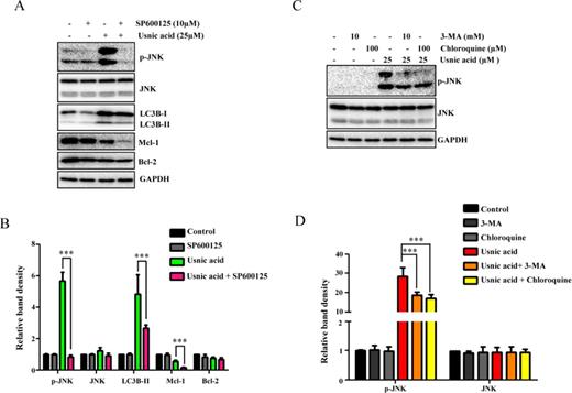 JNK activation and autophagy regulate each other. (A) HepG2 cells were pretreated with 10μM SP600125 (JNK inhibitor) for 2 h prior to 24 h treatment with 25μM usnic acid. The inhibitory effects of SP600125 on expression levels of p-JNK and levels of LC3B, Mcl-1, and Bcl-2 were determined by Western blotting. (B) Densitometic analysis of (A) from three experiments. (C) Pretreatment with 10mM 3-MA or 100μM chloroquine for 2 h prior to 24 h treatment with 25μM usnic acid. The expression of p-JNK and JNK was analyzed by Western blotting. GAPDH was used as a loading control. (D) Densitometic analysis of (C) from three experiments.