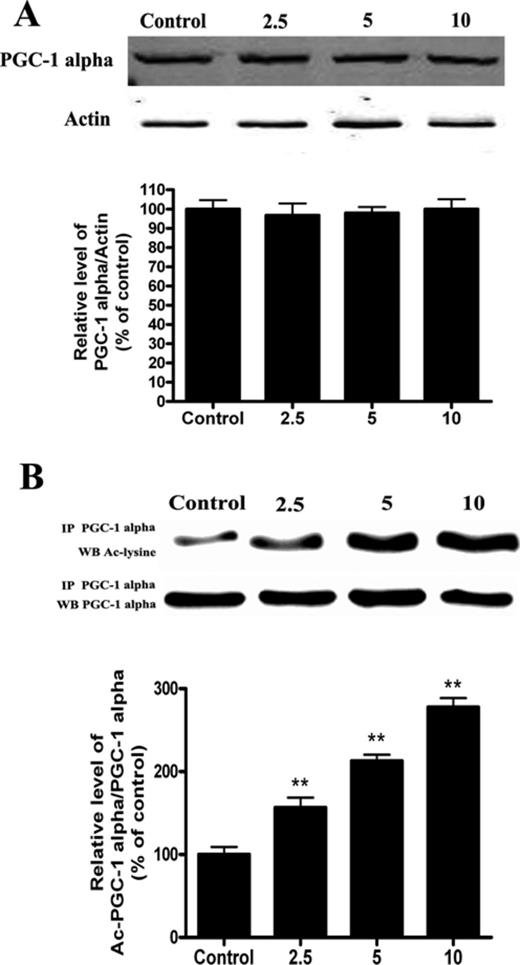 Cd exposure increases the amount of acetylated-PGC-1 alpha expression in a concentration-dependent manner in HepG2 cells. (A) Representative immunoblot of PGC-1 alpha protein levels (90 kDa) in HepG2 cells. (B) Acetylation of PGC-1 alpha after Cd exposure by immunoprecipitation with an anti-PGC-1 alpha antibody, followed by immunoblot analysis of acetylated-lysine. A representative Western blot and the quantification of the ratio of acetylated to total PGC-1 alpha are shown. The results are expressed as a percentage of the control, which is set at 100%. The values are presented as the mean ± SEM, **p < 0.01 versus the control group (n = 4).
