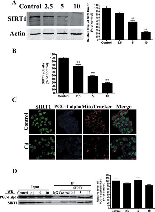 Cd exposure decreases SIRT1 protein expression and activity in a concentration-dependent manner. (A) Representative immunoblot of SIRT1 protein levels (110 kDa) in HepG2 cells. (B) SIRT1 activity was measured based on an enzymatic reaction using a SIRT1 assay kit. (C) After HepG2 cells were treated with 5μM Cd, confocal microscopic images of SIRT1, mitochondria, and PGC-1 alpha in HepG2 cells were obtained. (D) Cell lysates were mixed with various concentrations of Cd for 12 h. Antibodies against SIRT1 were added to immunoprecipitate the SIRT1-containing complexes, and then immunoblotted for PGC-1 alpha or SIRT1. A representative Western blot and the quantification of the ratio of PGC-1 alpha to SIRT1 are shown. The results are expressed as a percentage of the control, which was set at 100%. The values are presented as the mean ± SEM, **p < 0.01 versus the control group (n = 4).