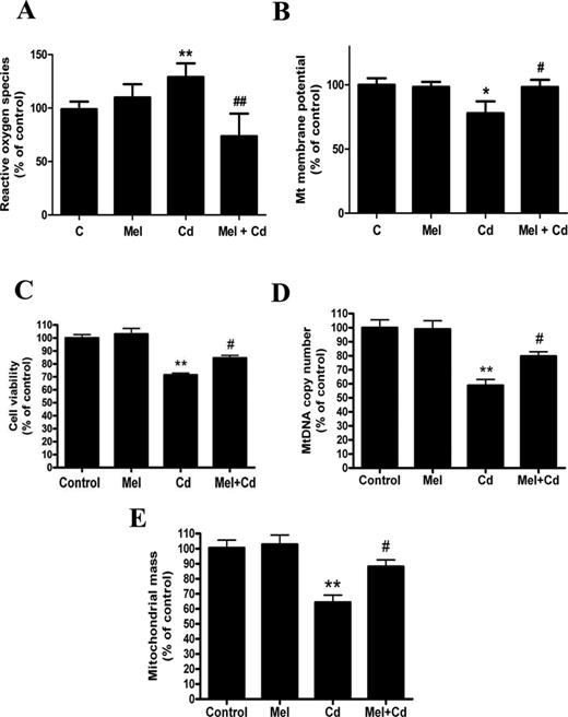 Melatonin protects against mitochondrial dysfunction and the disruption of mitochondrial biogenesis after exposure to Cd in vitro. (A) ROS production, (B) ΔΨm level, (C) cell viability, (D) mtDNA copy number, (E) mitochondrial mass. The results are expressed as a percentage of the control, which was set at 100%. The values are presented as the mean ± SEM, *p <0.05, **p < 0.01 versus control group, #p < 0.05, ##p < 0.01 versus the Cd (5μM) group (n = 6).
