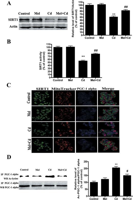 Melatonin increases the expression and activity of SIRT1 and inhibits acetylated- PGC-1 alpha expression after Cd treatment in vitro. Melatonin enhances the expression of SIRT1 (A, C) and SIRT1 activity (B) 12 h after exposure to 5μM Cd. (D) Melatonin induced deacetylation of PGC-1 alpha after Cd treatment. The results are expressed as a percentage of the control, which is set at 100%. The values are presented as the mean ± SEM, **p < 0.01 versus the control group, and #p < 0.05, ##p < 0.01 versus the Cd (5μM) group (n = 4).