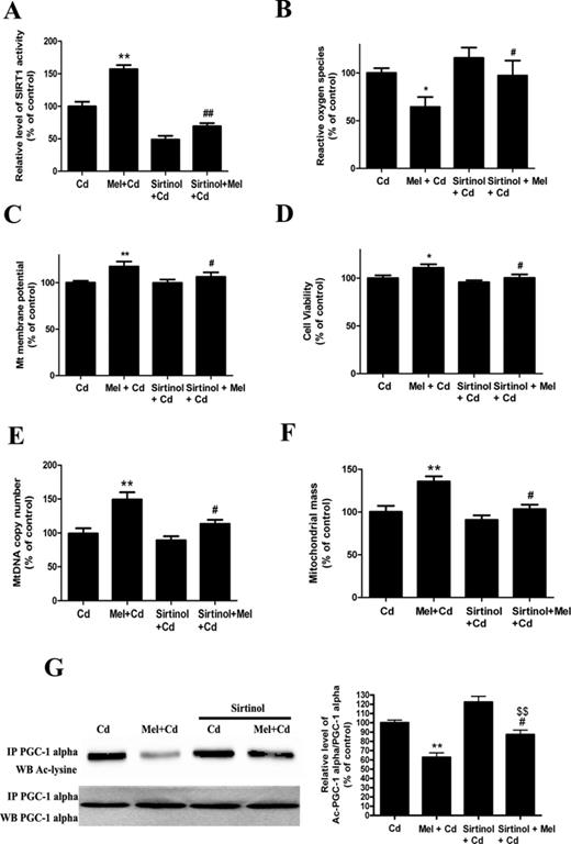 Sirtinol pretreatment abolishes melatonin-enhanced mitochondrial function and biogenesis in Cd-injured HepG2 cells. (A) The effects of melatonin and sirtinol pretreatment on SIRT1 activity, (B) ROS production, (C) ΔΨm level, (D) cell viability, (E) mtDNA copy number, (F) mitochondrial mass, and (G) acetylated-PGC-1 alpha expression. The results are expressed as a percentage of the control (“Cd” group taken as a control), which was set at 100%. The values are presented as the mean ± SEM, **p < 0.01 versus the Cd (5μM) group, and #p < 0.05, ##p < 0.01 versus the Cd (5μM) + melatonin group and $$p < 0.01 versus the sirtinol + Cd (5μM) group (n = 6).