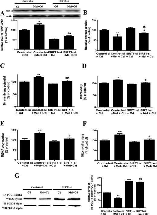 SIRT1 siRNA pretreatment abolishes melatonin-enhanced mitochondrial function and biogenesis in Cd-injured HepG2 cells. (A) The effect of melatonin and SIRT1 siRNA pretreatment on SIRT1 expression, (B) ROS production, (C) ΔΨm level, (D) cell viability, (E) mitochondrial mass, (F) mtDNA copy number, and (G) acetylated-PGC-1 alpha expression. The results are expressed as a percentage of the control (“Cd” group taken as a control), which is set at 100%. The values are presented as the mean ± SEM, *p < 0.05, **p < 0.01 versus the Control siRNA + Cd (5μM) group, #p < 0.05, ##p < 0.01 versus the Control siRNA + Cd (5μM) + melatonin group, and $$p < 0.01 versus the SIRT1 siRNA + Cd (5μM) group (n = 6).