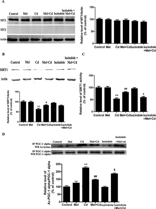 Luzindole treatment abolishes the activity of the melatonin-promoted SIRT1/PGC-1 alpha signaling pathway in Cd-injured HepG2 cells. (A) The effects of melatonin and luzindole treatment on melatonin receptors (MT1 and MT2) expression, (B) SIRT1 expression, (C) SIRT1 activity, and (D) acetylated-PGC-1 alpha expression. The results were expressed as a percentage of the control, which was set at 100%. The values are presented as the mean ± SEM, **p < 0.01 versus control group, #p < 0.05, ##p < 0.01 versus the Cd (5μM) group, and $p < 0.05 versus the Cd (5μM) + melatonin group (n = 4).