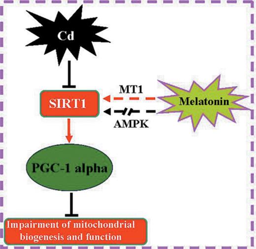 Melatonin improves mitochondrial function by promoting MT1/SIRT1/ PGC-1 alpha -dependent mitochondrial biogenesis in cadmium-induced hepatotoxicity. AMPK is not involved in mediating the beneficial effects of melatonin under these conditions.