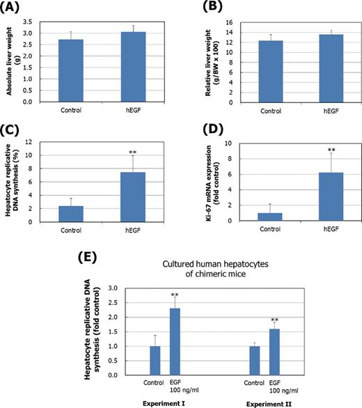 Effect of human EGF (hEGF) treatment in vivo and in vitro on hepatocellular proliferation in chimeric mice. In the in vivo study, the effect of hEGF treatment (150 μg/kg x 4 times/day, i.p., 2 days) on absolute liver weight (A), relative liver weight (liver weight per 100 g body weight) (B), hepatocyte replicative DNA synthesis (C), and hepatic Ki-67 mRNA expression levels (D) was determined in chimeric mice. Results are presented as the mean ± SD values of five animals. (E) For the in vitro study, hepatocytes obtained from chimeric mice (PCB cells®) were treated with hEGF (100 ng/ml) for 48 h and BrdU incorporation for last 24 h was determined. Two replicate experiments (I and II) were conducted using human hepatocyte preparations from different animals. Results are presented as mean ± SD of fold control from eight replicate wells per treatment. Values significantly different from control (0 ppm) are: **p < 0.01.