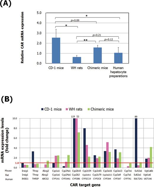 Comparison of CAR activation among models examined. (A) CAR mRNA expression levels in the liver of control CD-1 mice, WH rats, and chimeric mice and in human hepatocyte preparations. The mRNAs were determined by quantitative real-time PCR using primer and probe sets commonly active in mouse, rat, and human. Results are presented as mean of four CD-1 mice (males; 10-weeks old), five WH rats (males; 10–11-weeks old), four chimeric mice (males; 15-weeks old), and four human hepatocytes from different donors (ID no. IPH, female caucasian; 52-years old; ID no. Hu8127, female caucasian; 31-years old; ID no. Hu1552, female caucasian; 38-years old; ID no. Hu8164, male Caucasian; 23-years old) expressed as fold levels to 18s mRNA. Values significantly different are: *p < 0.05 and **p < 0.01. (B) Fold expression of CAR target genes determined by microarray analysis in CD-1 mice, WH rats, and chimeric mice at similar plasma concentrations of PB, namely, 70, 61, and 75 μg/ml, respectively (microarray data are presented in Supplementary Data).