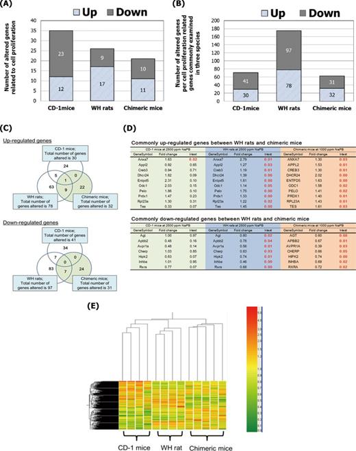 Effect of NaPB treatment on the expression profiles of cell proliferation-related genes in livers of CD-1 mice treated with 2500-ppm NaPB, WH rats treated with 2500-ppm NaPB, and chimeric mice treated with 1000-ppm NaPB. The cell proliferation-related genes were selected based on gene ontology by Agilent Technologies. (A) The total number of cell proliferation related-genes with significant alterations (p-value, less than 0.05) and with fold changes more than 2. The number of the target genes examined was 1560 for CD-1 mice, 2743 for WH rats, and 2167 for chimeric mice. (B) Ratio of significantly altered genes related to cell proliferation per total number of cell proliferation-related genes with significant alterations (p-value, less than 0.05) irrespective of fold change in commonly examined cell proliferation-related genes in three animal models (641 genes). (C) Venn diagram of significant up- and downalterations observed in expression of the cell proliferation-related genes. (D) Commonly altered genes in WH rats and chimeric mice, or CD-1 mice and WH rats, presented in (C). Value of t-test presents p-value and red value indicates statistical significant. (E) The profiling was individually determined for the livers from four or five animals in each of the control and NaPB groups in each model. Cluster analysis using the gene data from individual animals. Cell proliferation-related gene sets whose expression was up- and downregulated with NaPB in at least one model were analyzed. The total number of the genes analyzed was 256.
