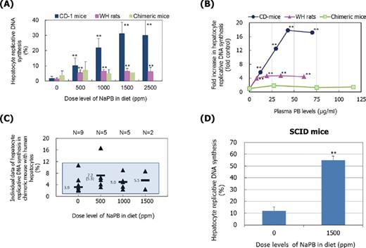 Effect of NaPB treatment on replicative DNA synthesis in CD-1 mice, WH rats, chimeric mice, and SCID mice. (A) Results are presented as mean ± SD of five to nine animals except for data at 1500 ppm in chimeric mice which are from two surviving animals. (B) Mean values are presented as fold control at each dose level. (C) Individual values (triangles) with mean value of the dose groups (bars) in chimeric mice. The shaded area represents the control range. Whereas at 500 ppm mean value of all animals examined is 7.2%, it is 5.3% when one outlier (16.6%) is excluded. (D) Replicative DNA synthesis in SCID mice given 0- and 1500-ppm NaPB. Mean values ± SD of five animals are presented. Values significantly different from control (0 ppm) are: **p < 0.01. In chimeric mice, no values were significantly different (p > 0.05) from control (0 ppm) irrespective of inclusion of one outlier. Actual mean ± SD values are shown in Supplementary Data.