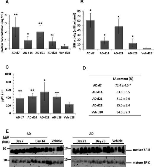 Lung injury and increased surfactant in BAL fluid of AD-treated mice. Graphical representation of (A) total protein concentration and (B) LDH activity in BAL fluid from days 7, 14, 21, and 28 AD and day 28 vehicle-treated mice. (C) Total PLs were extracted from BAL fluid of AD (days 7, 14, 21, and 28) and vehicle-treated mice (day 28). The final concentrations were calculated as ‘per ml’ BAL fluid. (D) Data set indicating relative amount of large surfactant aggregates (LA content, given as a percentage of total PL) in BAL fluid of AD- and vehicle-treated mice. (E) Western blot analysis of mature surfactant protein (SP)-B and mature SP-C in BAL fluid of AD- and vehicle-treated mice. *p < 0.05, **p < 0.01; n = 5 mice per group and three independent experiments were performed.