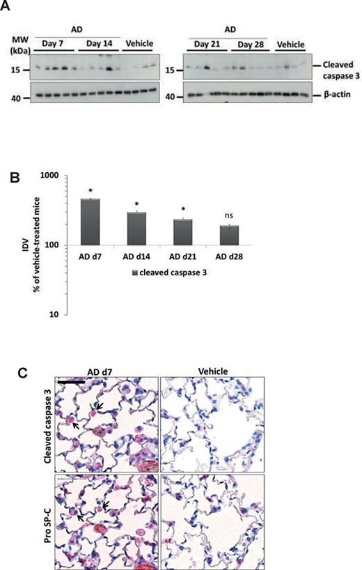 Induction of AECII apoptosis in mice after AD treatment. (A) Western blot analysis of lung homogenates of (left) AD-treated mice at days 7, 14 and vehicle at day 28 and (right) AD-treated mice at days 21, 28 and vehicle at day 28 for cleaved caspase 3 and β-actin. Representative blots and analysis from n = 5 mice per group and three independent experiments are shown. (B) Densitometry analysis of cleaved caspase 3/β-actin ratio was calculated for all available blots and is given as a percentage of the respective vehicle-treated controls. *p < 0.05. (C) Immunohistochemistry performed on serial lung sections from day 7 AD- and vehicle-treated mice for cleaved caspase 3 and pro SP-C. Arrows indicate apoptotic AECII in AD-treated mice. Scale bar = 50 μm; Original magnification of pictomicrographs: ×400. n = 5 mice per group and three independent experiments were performed.