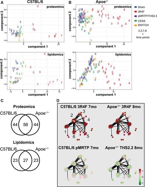 Integration of lipidomics and proteomics data show 1 major shared effect component for C57BL/6 and Apoe−/− mice. A, Lipidomics and proteomics data from the C57BL/7 study were integrated using sparse PLS-can to identify the major shared trends among data types. PLS-can is conceptually similar to PCA, but is designed to identify shared correlated components among datasets. These score plots show the projection of each sample shared between the data modalities onto the first (x-axis) and second (y-axis) PLS-can component for the lipidomics (top) and proteomics (bottom) data. Exposure groups are color-coded and the numbers indicate the time point in months. B, As described in A, but with data from the Apoe−/− study. C, Venn diagrams showing overlap between the 2 studies, with respect to the molecules contributing to the first component. D, Clustered functional association network for proteins positively contributing to component 1 (see Supplementary Data for details). The identified clusters were manually annotated guided by ToppGene (Chen et al., 2009): 1) lipid-related, 2) pentose-phosphate pathway, unfolded-protein response, and oxidative stress response (mixed), 3) ATPase complex, 4) immune-related / lysosomal, 5) surfactant-related, and 6) xenobiotic response.