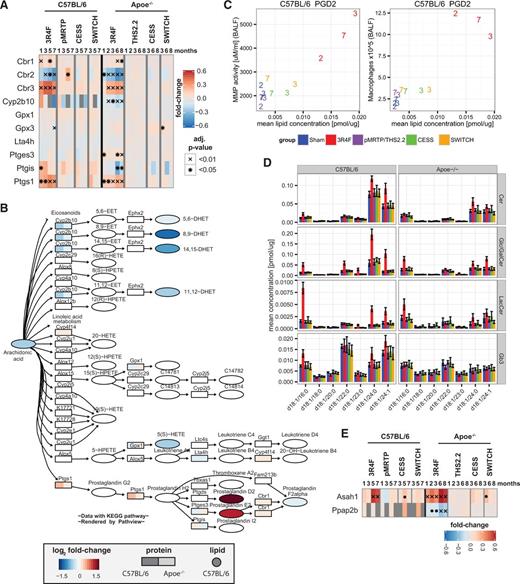 Exposure effects on eicosanoid and sphingomyelin metabolism. A, Expression profiles of quantified proteins of “arachidonic acid metabolism” pathway of the KEGG database. Heatmap representation as in Figure 2C. B, Arachidonic acid metabolism pathway map. For detected enzymes, the maximum absolute fold-change in the 3R4F exposure groups is color-coded for each study (left: C57BL/6, right: Apoe−/−). Eicosanoids were measured only in the Apoe−/− study and the measured fold-changes are color-coded. C, Comparison of measured matrix-metalloproteinase (MMP) activity and the number of macrophages in BALF with measured PGD2 concentrations. The values for the different exposure groups (see color key in panel B) and time points (numbers in months) are compared. D, Comparison of lipid concentration profiles for sphingolipids: ceramides (Cer), Glc/Gal ceramides (Glc/GalCer), Lac ceramides (LacCer), and globotriaosylceramide (GB3). The mean and 95% confidence intervals of the measured lipid concentrations are shown for the last time point from each study (7 months for C57BL/6 and 8 months for Apoe−/− study). Only those lipid species with compositions contributing at least 5% to the total concentration of either lipid class are included. E, As in A, but for expression profiles of Asah1 and Ppap2b.
