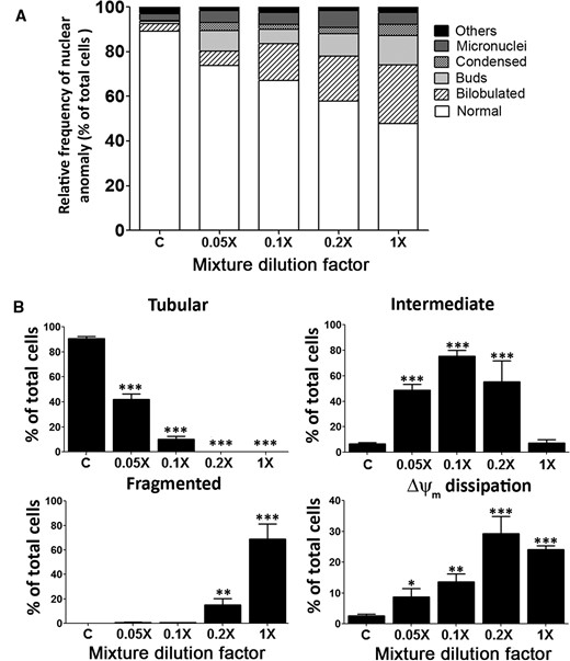 Joint action of the PYR mixture on nuclear and mitochondrial integrity. Panel A, Evaluation of nuclear morphology using Hoechst-33258 assays after 24-h exposure to the mixture. Panel B, Concentration-response relationships for mitochondrial integrity using MitoTracker Red CMXRos. See classification of mitochondrial network shapes in Figure 5 legend. Results are expressed as relative frequency of nuclear anomaly (% of total cells counted, mean ± SEM), from at least three independent experiments. For each mixture concentration, the total number of nuclei observed was 1000 for Hoechst-33258 assays, and 220 cells were examined for mitochondrial integrity assays. Statistical significance of differences between PYR-treated and DMSO control cultures (2% FBS): *P < .05, **P < .01, ***P < .001.