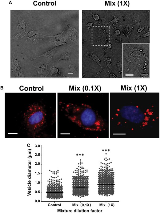 Cumulative action of the PYR mixture on acidic vesicle organelles (AVOs). Bright field microscopy and LysoTracker Red DND-99 staining were carried out after 24-h exposure to 0.1 and 1× mixture levels to evaluate PYR joint effects on AVOs. Panel A, Bright field microscopy analyses show alterations in the number of AVOs (see dotted line boxes in the microphotography). Panel B, C6 cells stained with LysoTracker Red DND-99 and costained with Hoechst-33258. All images represent merged fluorescent pictures. Panel C, Analysis of acidic vesicle diameters. Results are expressed in µm, mean ± SEM. Statistical significance of differences between PYR-treated and DMSO-treated cultures (2% FBS): ***P < .001. Scale bars = 10 µm.