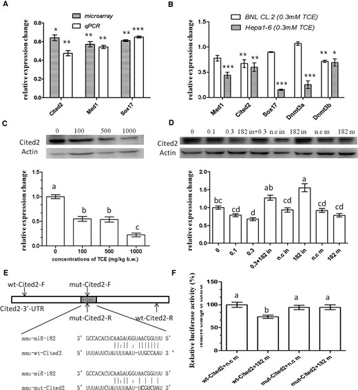 Cited2是miR-182-5p的直接靶点。（A） 通过微阵列和qPCR检测1000 mg/kg体重的TCE暴露小鼠肝脏中预测miR-182-5p靶基因的mRNA表达变化（b）qPCR验证小鼠肝细胞系中预测的miR-182-5 p靶基因。（C） 引用暴露于0、100、500和1000 mg/kg体重的TCE的小鼠肝脏中的2个蛋白表达水平（D）引用暴露于存在或不存在miR-182-5p抑制剂的0、0.1和0.3 mM TCE的鼠胚胎肝细胞系BNL CL.2中的2种蛋白表达水平。（E） PCR引物在Cited2 3′-UTR上的相对位置，以及Cited2的小鼠野生型（上部）和突变型（下部）miR-182互补位点。（F） 与含有野生型/突变Cited2 3′-UTR和阴性对照/miR-182-5p模拟物的载体共转染的A549细胞的相对荧光素酶活性。