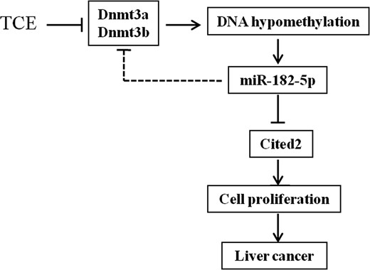 显示miR-182-5p在TCE诱导肝癌中作用的模型。TCE诱导的Dnmt3a和Dnmt2b的下调可能导致启动子低甲基化和miR-182-5p的过度表达，这可能对Dnmt4a和Dnm t3b产生负反馈。miR-182-5p直接抑制Cited2并促进细胞增殖，导致肝肿瘤。