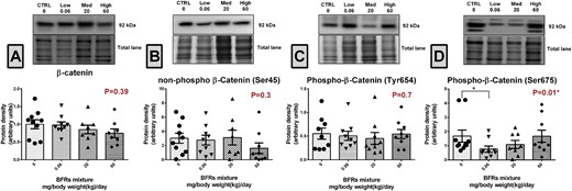 Effects of BFR treatments on the levels of β-catenin. Total proteins were extracted from the mammary glands of control dams or dams fed a BFR mixture diet formulated to deliver a daily nominal BFR mixture dose of 0.06, 20, or 60 mg/kg of body weight/day (mg/kg/d). Quantitative western blotting was done to evaluate β-catenin (A), non-p-β-catser45 (B), p-β-catser675 (C), and p-β-catTyr654 (D) protein expression. The columns represent the means ± SEM (n = 9) for each band normalized to the total protein level. p-values were calculated with an ANOVA (A) or a Kruskal-wallis (B–D) statistical tests.*p ≤ .05.