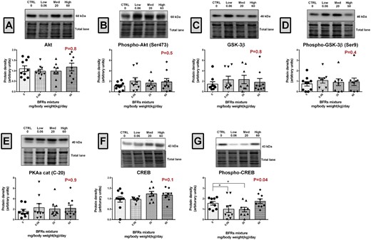 Effects of BFR treatments on the levels of Akt, GSK3β, PKA, CREB1, and their phosphorylated forms. Total proteins were extracted from the mammary glands of control dams or dams fed a BFR mixture diet formulated to deliver a daily nominal BFR mixture dose of 0.06, 20, or 60 mg/kg of body weight/day (mg/kg/d). Quantitative western blots were done to evaluate the expression of protein kinases involved in β-catenin phosphorylation Akt (A), Phospho-Akt (Ser473) (B), GSK-3β (C), Phospho-GSK-3β (Ser9) (D), and PKA (E), and of CREB (F) and phospho-CREB (G), a direct target of PKA. The columns represent the means ± SEM (n = 9) for each band normalized to the total protein level. p-values were calculated with a Kruskal-wallis (A, C–G) or an ANOVA (B) statistical tests. *p ≤ .05.