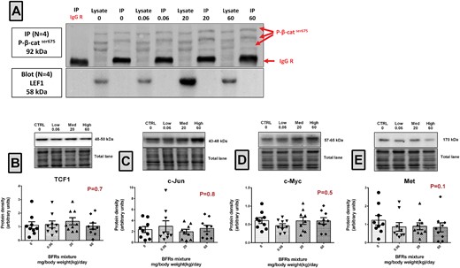 Evaluation of β-catenin/Lef1 interaction and of the levels of their downstream target genes. A, p-β-catser675 was immunoprecipitated using total lysates from mammary glands from control and BFR exposed animals. Biological replicates (n = 4) were processed at the same time but loaded and transferred on different gels/blots when required. Membranes were probed with p-β-catser675/Alexa rabbit 488 and LEF1/Veriblot HRP consecutively. B–E, Total proteins were extracted from the mammary glands from control, low, medium, high dose treated dams. Quantitative western blots were done to evaluate downstream targets of β-catenin-Lef1; TCF1 (B), c-Jun (C), c-Myc (D), and Met (E). The columns represent the means ± SEM (n = 9) for each band normalized to the total protein level. p-values were calculated with a Kruskal-wallis statistical test.