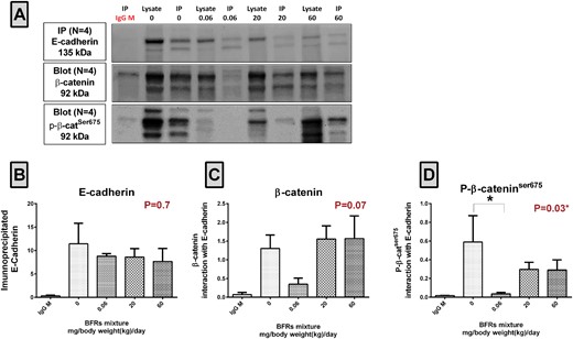 Analysis of the interactions between β-catenin and E-cadherin and between p-β-catser675 and E-cadherin. A, E-cadherin was immunoprecipitated using total lysates from mammary glands from control dams and dams fed a BFR mixture delivering nominal doses of 0.06, 20, and 60 mg/kg/d. Biological replicates (n = 4) were processed at the same time but loaded and transferred on different gels/blots when required. Membranes were probed with E-cadherin/Alexa mouse 647, p-β-catser675/veriblot HRP, and β-catenin/Alexa mouse 488 consecutively. B, The protein density of precipitated E-cadherin. C, β-catenin/E-cadherin protein interactions calculated as the ratio of β-catenin to E-cadherin. D, p-β-catser675/E-cadherin protein interactions calculated as a ratio of p-β-catser675 to E-cadherin. The columns represent the means ± SEM; P-values with a Kruskal-wallis statistical test. *p ≤ .05.