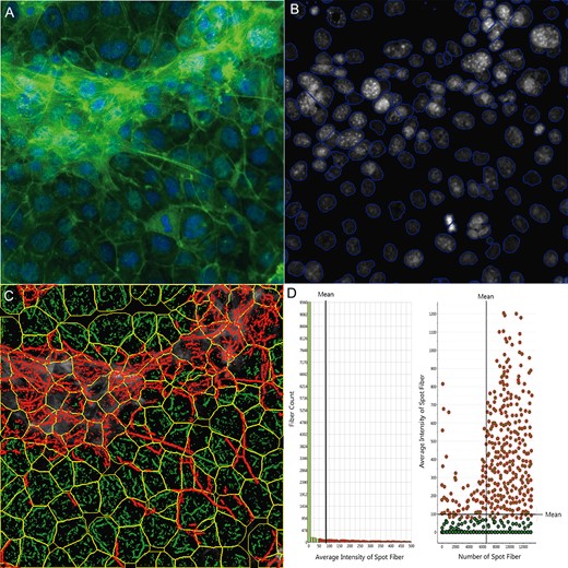 Single-cell-based quantification of F-actin cytoskeletal structure. The multi-channel images were automatically captured using an Arrayscan VTI HCS reader with HCS Studio 2.0 Morphology Explorer BioApplication module (Thermo Fisher Scientific, Massachusetts). Cytoskeletal rearrangement analysis was conducted in the images obtained from the coculture model (A), and automatic segmentation of the nuclei images cells (blue line, B) and cellular outline (yellow line, C) were conducted. The localization and orientation of F-actin fibers were determined (C, green). A statistical summary of F-actin fibers was identified from bar charts and scatter plots (D). Actin fibers greater than a threshold length were identified and labeled with green, and the fiber intensity over 100 pixels were highlighted with red overlay (D), indicating F-actin bundle formation across cells in the coculture model.
