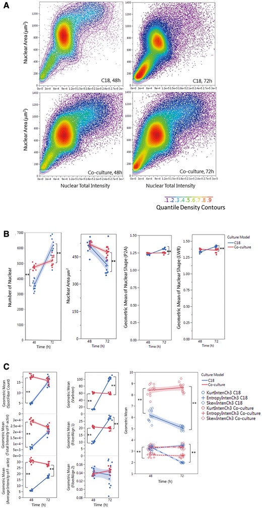 Single-cell-based HCA of cell population (A), nuclear morphology (B) and F-actin cytoskeleton (C,D) in the testicular cell coculture model and single spermatogonia culture model. The single-cell-based analysis of the cell populations in the coculture as compared with the spermatogonial culture model is shown in panel A. The scatter plots of nuclear area versus nuclear total intensity at 48 or 72 h postinoculation denote the cell sub-populations, as shown in the color-code chart. Quantifications of nuclear morphology changes, including nuclear number, area, and shapes (P2A and LWR) are shown in panel (B). Quantifications of F-actin fiber distribution and variation of fiber intensity (the first-order texture) are shown in panel (C), including the geometric mean of F-actin Fiber count (Spot Fiber Count), average and total intensity of fibers, variability of the intensity distribution (VarInten), arrangement and alignment of the fibers inside the cell (FiberAlign1 and FiberAlign2), geometric means of kurtosis (KurtIntenCh3), Skewness (SkewIntenCh3), and entropy (EntropyIntenCh3). Quantifications of F-actin spatial arrangements (the second-order texture) are shown in panel (D). The second-order texture measures of F-actin reflected the spatial arrangements of the different pixels, including the maximum probability (MaxCoocIntenCh3), angular second moment (ASMCoocIntenCh3), entropy (EntropyCoocIntenCh3) and contrast (ContrastCoocIntenCh3). Data were presented as geometric mean of each well, and the linear line fit across the 2-time-point was conducted. Statistical analysis was conducted by one-way ANOVA followed by Tukey-Kramer multiple comparison (*p ≤ .05 and **p ≤ .001). The shaded area reflects the 95% CIs.