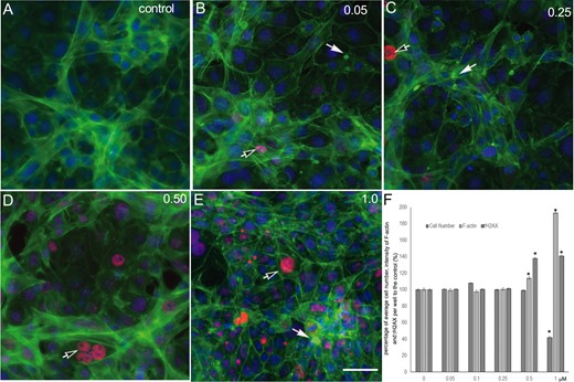 Cadmium treatment-induced destruction of F-actin and γH2AX expression in the testicular coculture model. The representative images show the altration of F-actin distribution and γH2AX expression levels in control (A), 0.05 (B), 0.25 (C), 0.50 (D), and 1.0 (E) μM. The invitro coculture was estabolised from the testicular cell lines—including Spermatogonial stem cells, Sertoli cells, and Leydig cells—with ECM overlay for 24 h, and then treated with cadmium for 48 h. Multi-parametic analysis shows nuclear (Hoechst 33342, blue), cytoskeleton F-actin (phalloidin, green), and primary phospho-γH2AX followd with secondary Dylight 650 conjugated antibody (red). The images show a representative field from 49 fields captured for each well. HCA of F-actin and γH2AX expression was conducted, and the percentage of the cell number, fluorescence intensity of f-actin, and γH2AX over the control were calculated (F). Data were presented as mean ± SD, n = 6. Three replicates in 2 separate experiments were included. Statistical analysis was conducted by 1-way ANOVA followed by Tukey-Kramer multiple comparison (*p < .05, **p < .01). Scale bars: 50 μm.