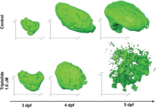 3D images of livers captured by SPIM. 3 dpf zebrafish larvae were exposed to 1.6 µM triptolide or vehicle control. After 6 h of exposure the first image was captured and subsequent images were taken at 4 and 5 dpf.