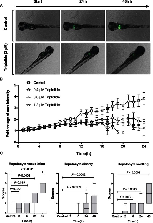 Time-course of triptolide-induced liver injury. A, Fluorescent images of control and TP exposed fish obtained during time-lapse experiments at the indicated time from start of exposure. B, Relative fold change of fluorescent intensity from baseline during TP exposure with the doses indicated (N = 15 larvae for each dose). C, Box plots (min to max) of histology scores of hepatocyte vacuolation, hepatocyte disarray and hepatocyte swelling during exposure to TP (0.8 µM) for the time durations indicated (control N = 17, 2 h N = 10, 6 h N = 9, 24 h N = 16, 48 h N = 20).