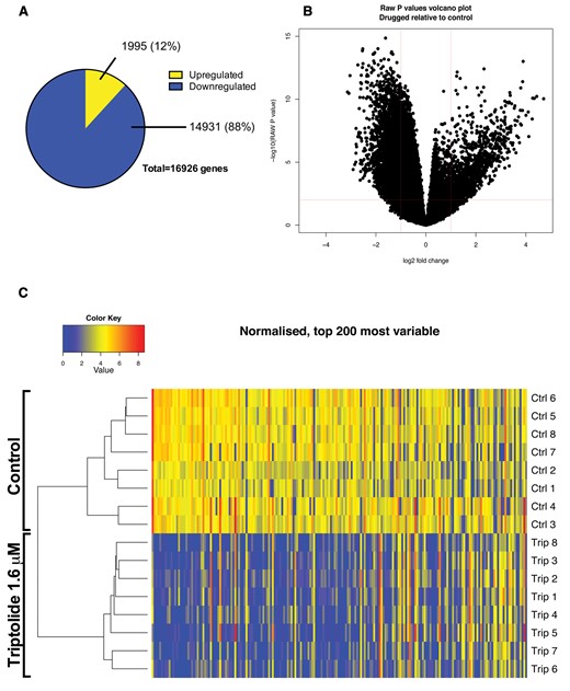 RNA-sequencing of zebrafish larvae exposed to triptolide. RNA-seq was performed on 5 dpf larvae after exposure to triptolide (1.6 µM) for 6 h. A total of 16 sequencing experiments were performed (control N = 8 and treatment N = 8). Each individual experiment consisted of 30 pooled larvae, therefore 480 larvae were included in total. A, Proportion of down-regulated and up-regulated genes. B, Volcano plot of adjusted P value versus log2 fold change of triptolide treated fish versus control. C, Clustered heatmap with the top 200 most variable genes.