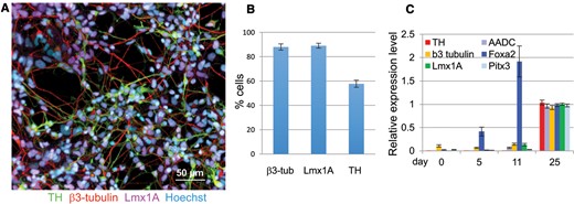 Differentiation of hiPSCs into mesencephalic DA neurons. A, The expression of β3-tubulin (red), tyrosine hydroxylase (TH, green) and Lmx1A (purple) in cultures of dopamine neurons differentiated for 21–27 days was assessed by immunocytochemistry, all cultures were counterstained with a nuclear stain, Hoechst (light blue) (shown here is cell line CA11, Scale bar = 50 µm). B, β3-tubulin-, Lmx1A- and TH-positive cells were quantified by high content imaging. Quantification for β3-tubulin and TH expression was from 18, and Lmx1A from 4 individual experiments including cell lines derived from 4 different control subjects. (shown are means ± SEM). C, Expression of DA neuron markers were also quantified by qRT-PCR, cell lines from 3 control subjects were used (shown are means ± STD, n= 8).