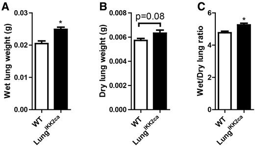 Lung-specific overexpression of IKK2ca increases the weight of lung. LungIKK2ca and littermate WT mice were fed with doxycycline diet for one month. After necropsy, the lungs were harvested, and their wet weights (A), dry weights (B), and wet/dry ratio (C) were presented (n = 5/group). *p < .05 versusWT, student t test.